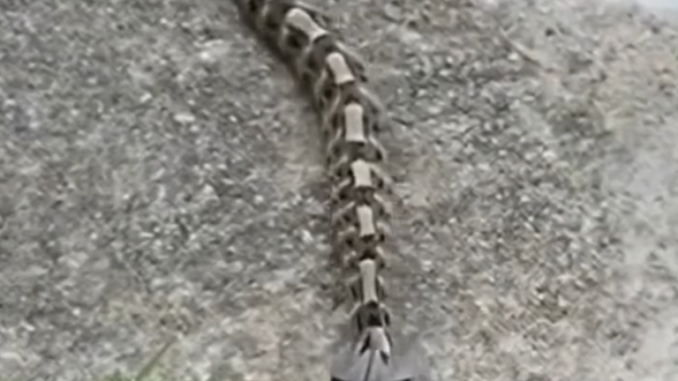 At First, It Looked Like Nothing Unusual in the Yard—Then They Took a ...