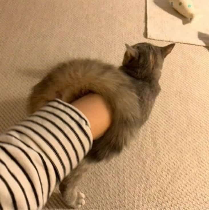 looks like hand is in cats butt, looks like hand is in cat's butt, dirty cat image, funny dirty cat picture, dirty cat picture, dirty mind picture, dirty mind pictures, dirty mind image, dirty mind images, dirty mind photo, dirty mind photos, dirty mind pic, dirty mind pics, dirty mind test pictures, dirty mind test picture, dirty mind test image, accidentally dirty image, accidentally dirty images, accidentally dirty picture, accidentally dirty photo, unintentionally dirty image, unintentionally dirty picture, unintentionally dirty photo, unintentionally dirty pic, hilarious dirty pics